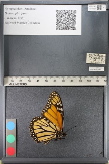 Media type: image;   Entomology 137966